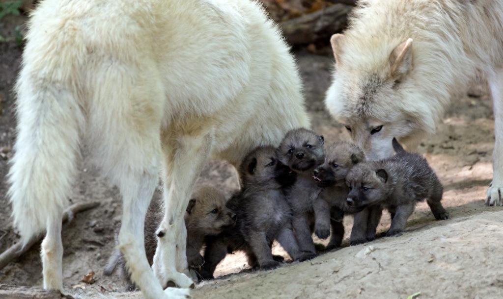 狼群中只有狼妻才可以繁殖后代吗,狼群里面只有狼王才可以配合吗
