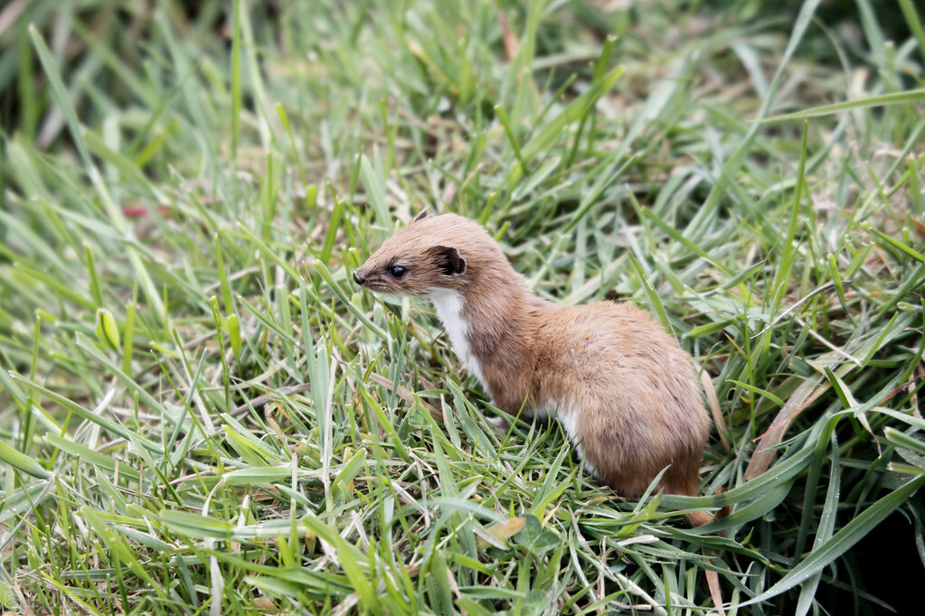 黄鼠狼不是动物吗为什么还有灵性,黄鼠狼科普动物成精