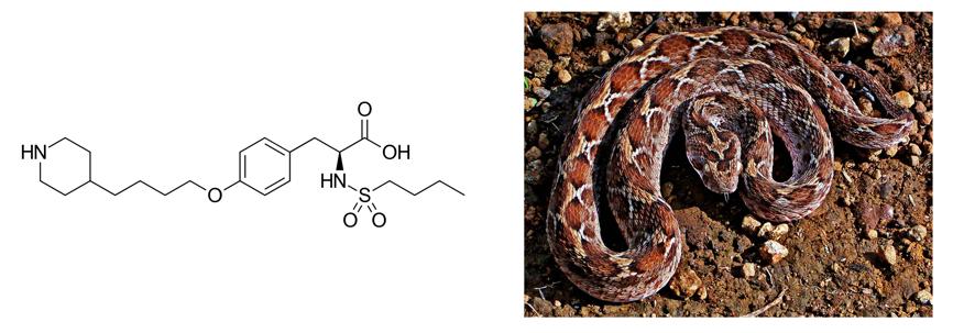 毒蛇的蛇毒是怎样来的,如何用蛇毒制药