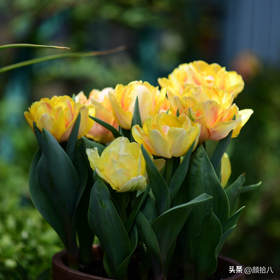 河马花园最耐阴植物,最漂亮的花园里的郁金香