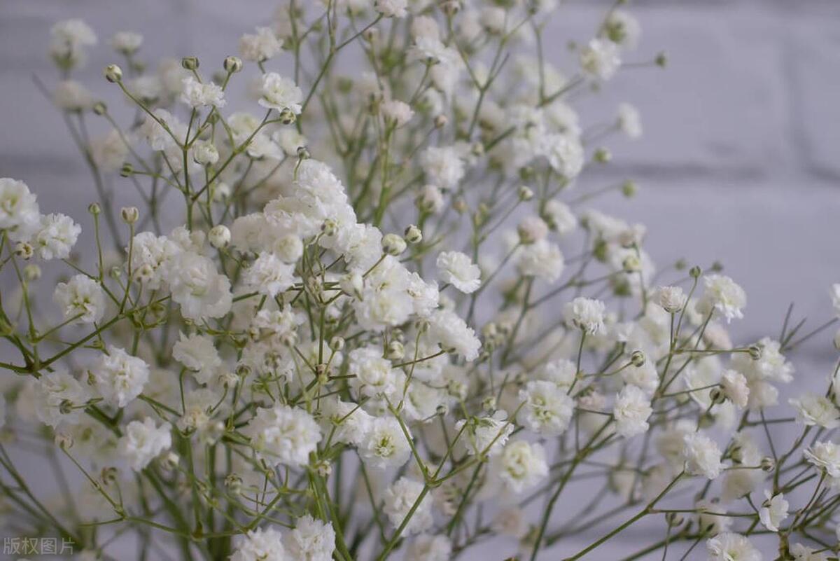 买干花推荐玫瑰满天星干花,满天星干花和勿忘我干花