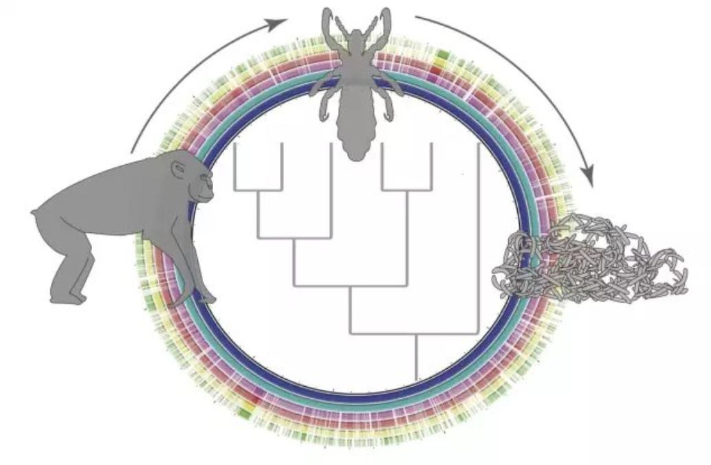 蜱虫比虱子厉害吗,怎么判断蜱虫和虱子