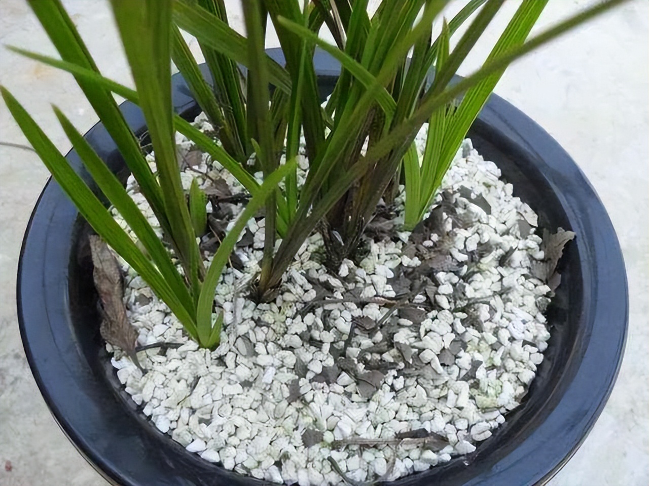 养花换掉的土,养花换下来的旧土用什么药杀菌好