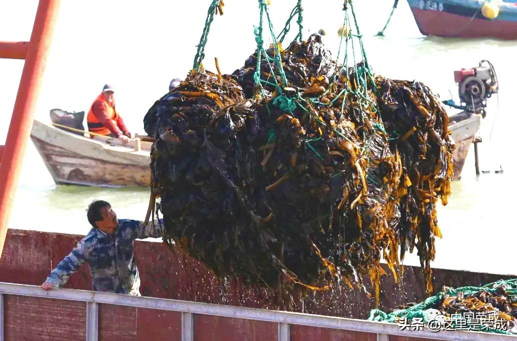 异域风情的漂亮植物,好看又清雅的植物