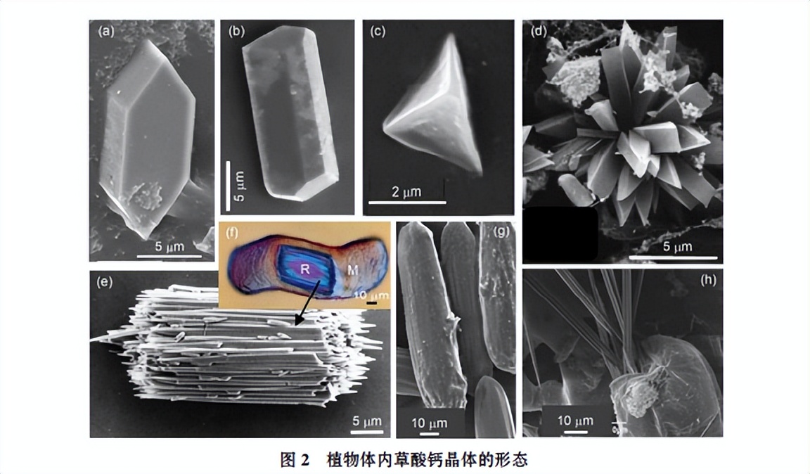 为啥吃菠萝时候会扎嘴,菠萝怎么弄才不会扎嘴