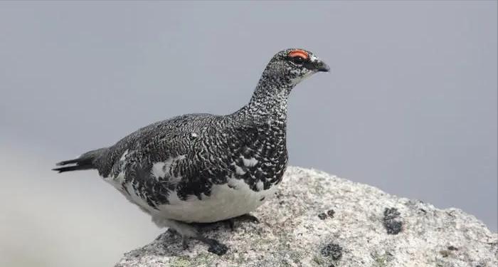 儿童世界动物百科,有哪些动物冬天会变白色