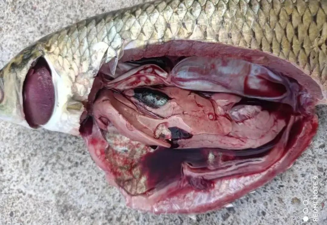 草鱼肠炎烂鳃怎么形成的,草鱼烂鳃的原因及治疗