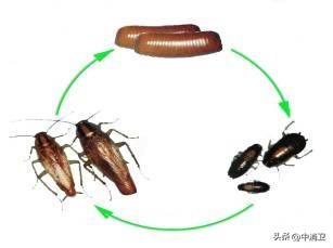 虫害控制的最新标准,虫害控制预防分哪几个阶段