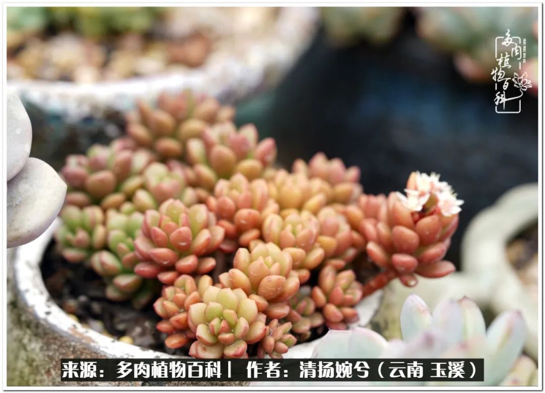 夏天好养颜值高的多肉,可爱的小多肉