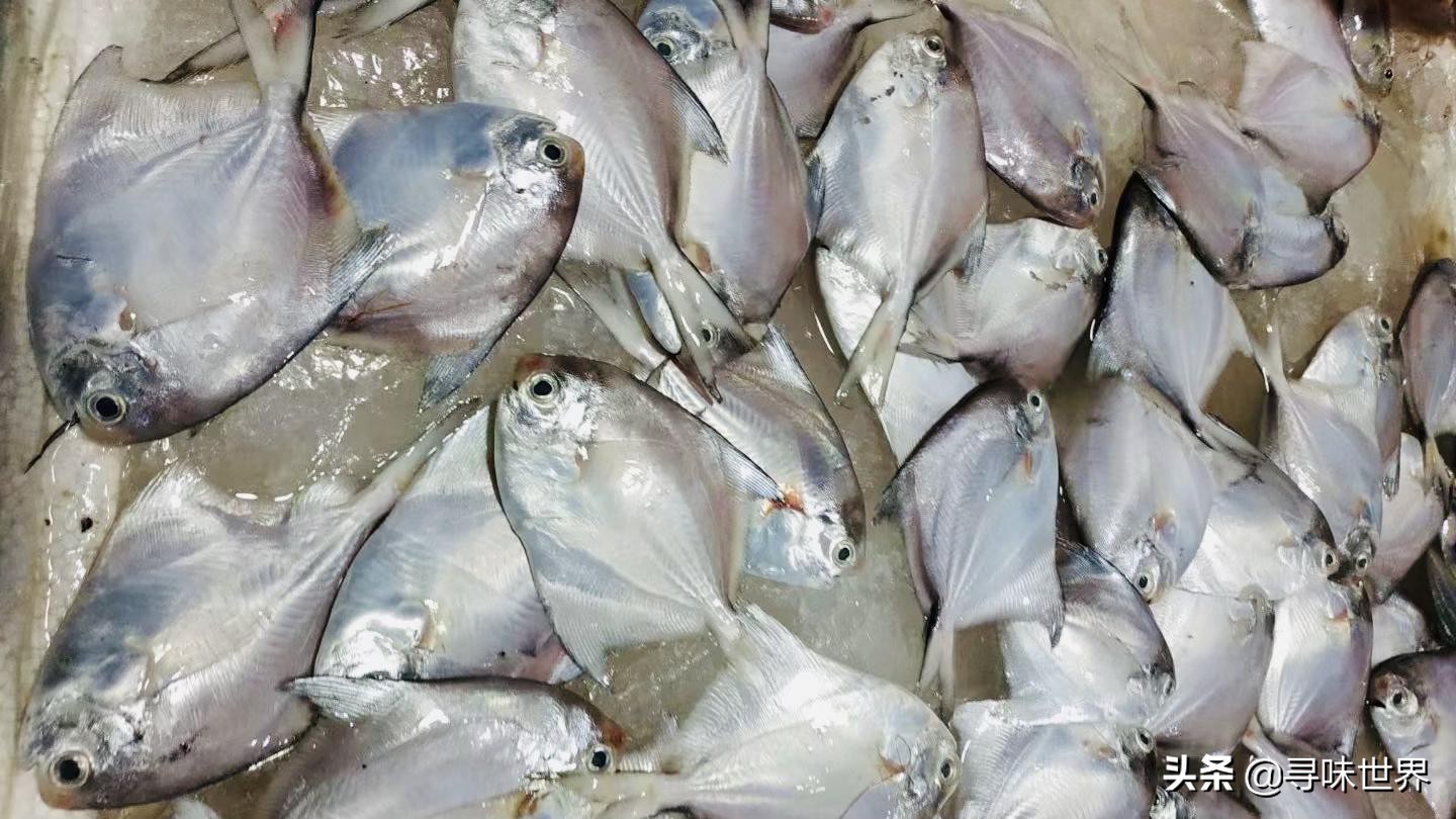 常见海鱼的品种大全及名字,海鱼的品种大全介绍