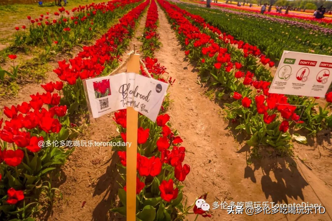 邂逅五彩斑斓的油菜花田,郁金香花田旅游攻略
