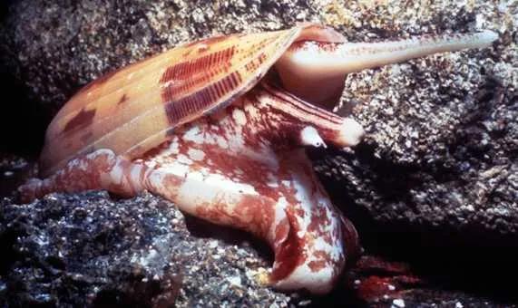 海鲜的药理作用和毒性