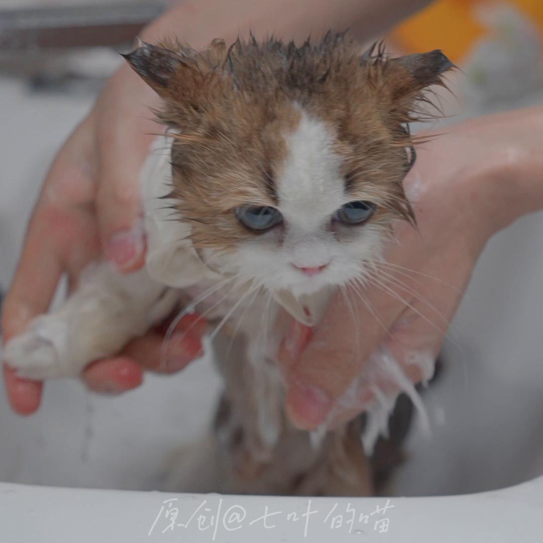 翻新一只大尾巴松鼠猫，他的护肤品比我的还多？！