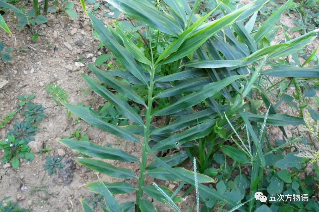 姜类香辛料都包含哪些种,12种必须了解的香料作用和用量