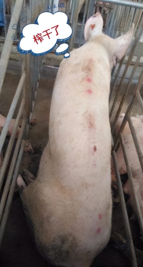 断奶母猪不吃食腿疼,断奶母猪不受孕