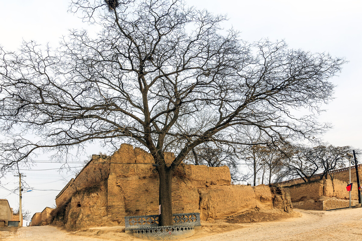 农村俗语树怕摇,一怕树压房二怕三怕什么