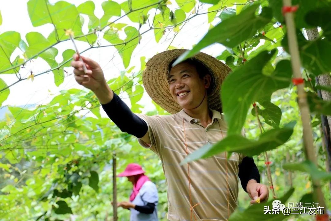 罗汉果花齐盛放果农管护忙