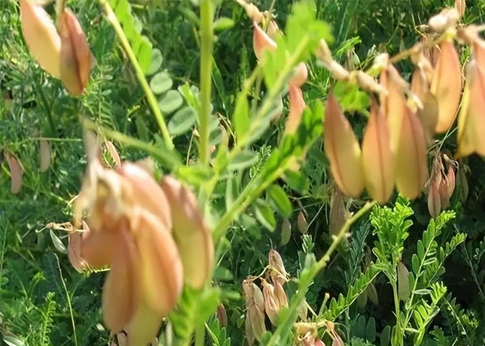 黄芪种植技术和方法,黄芪种植技术和管理方法