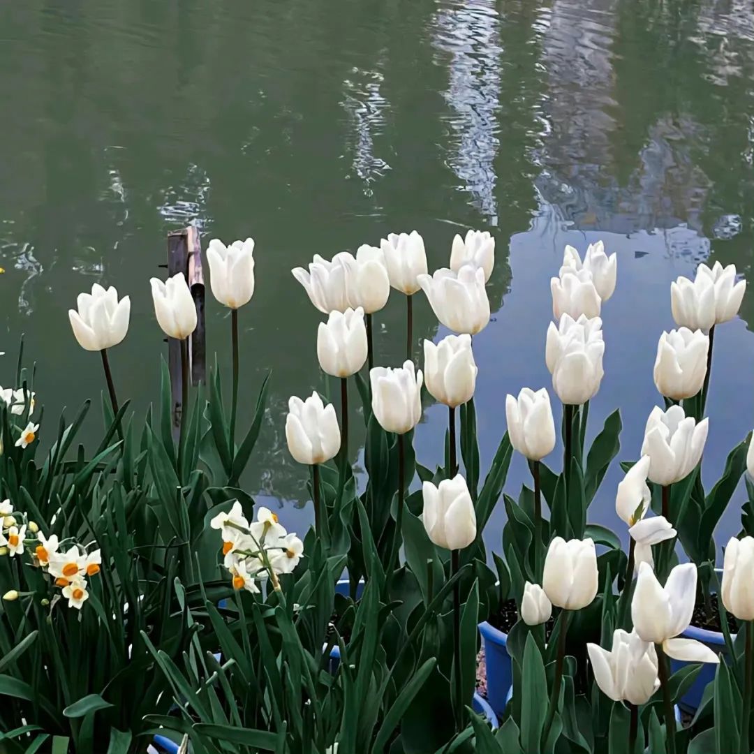 朋友圈背景图片文字,朋友圈背景图女生