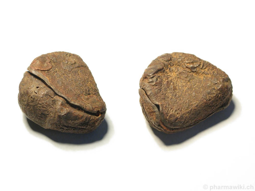 “藤黄果”、“猴果”…近20种你不知道的非洲雄鹰喀麦隆水果