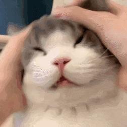 有什么可爱乖巧的狗猫推荐,什么猫咪粘人又好养还好看