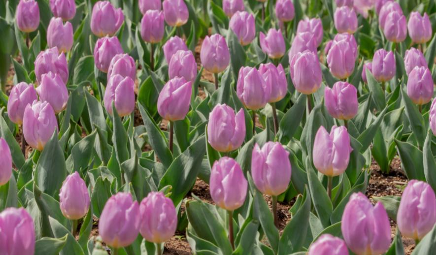 郁金香的花语是永远的爱,郁金香花语是永恒的爱与祝福