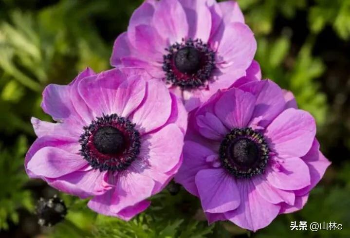 各种各样的鲜花尽情开放争芳斗艳,各种颜色的鲜花开得好美丽动人