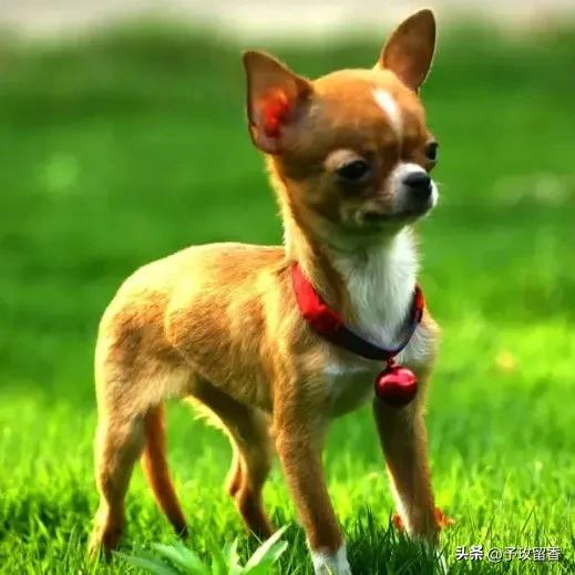 狗的种类常见宠物狗的品种及特点,宠物狗种类及特点