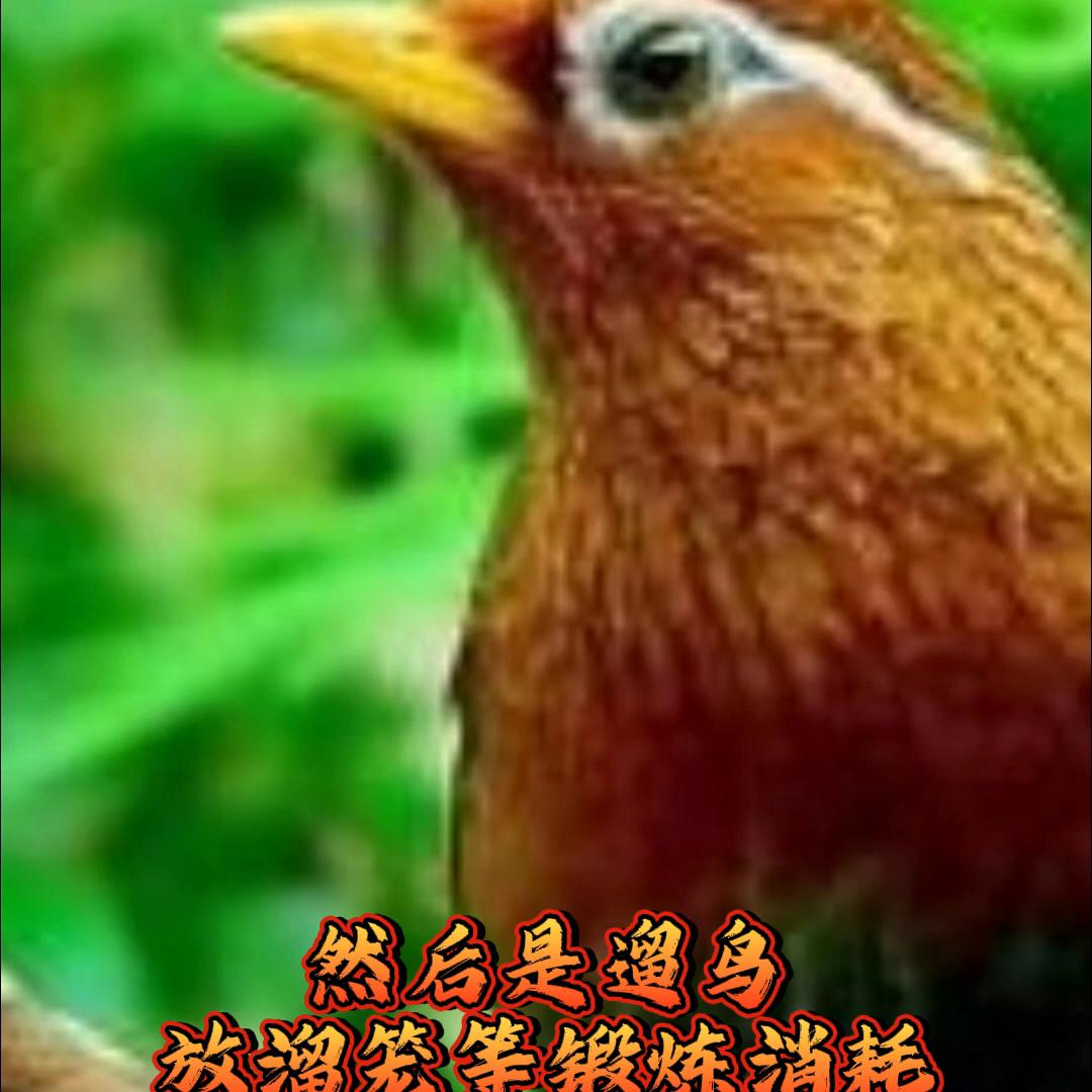 养好画眉,画眉鸟的养护方法