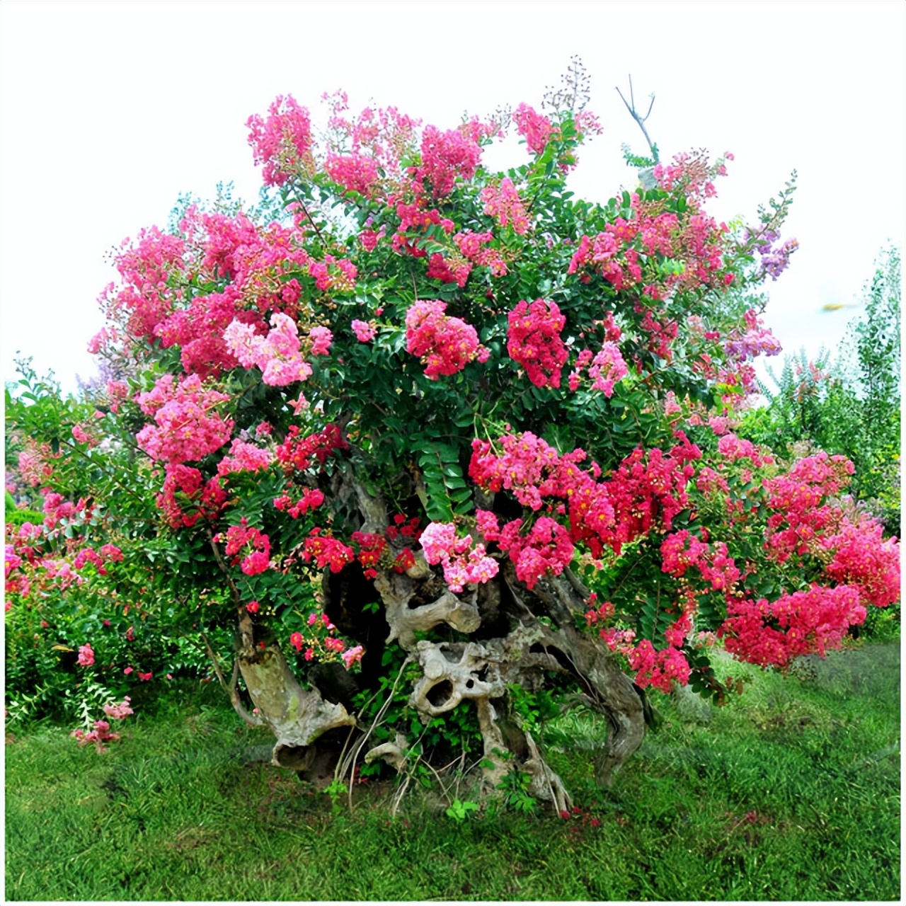 农村自建房庭院门前种什么果树好,东北地区庭院里门前适合种什么树