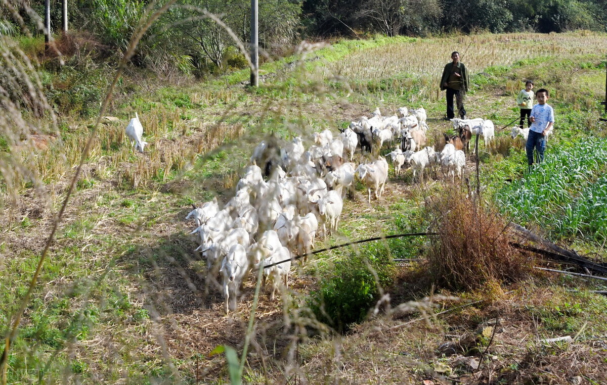 羊群集体发烧怎么治疗,羊群发烧怎么回事
