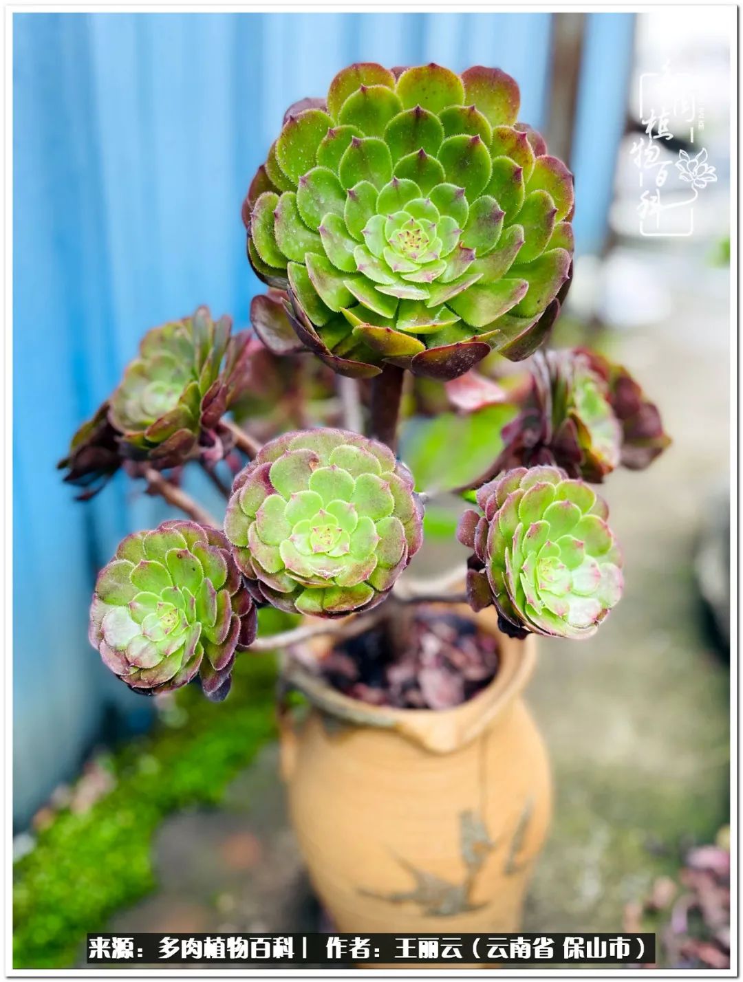 历经劫难的多肉法师,有臭味的多肉法师