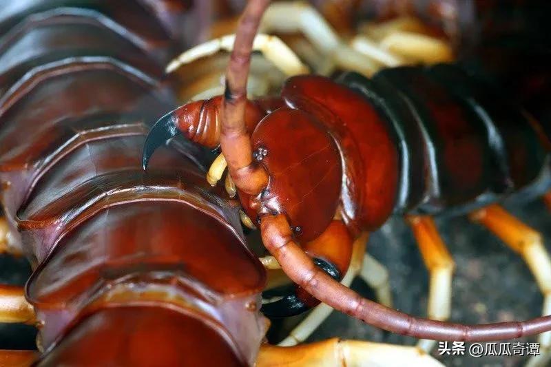 武汉惊现入侵巨人蜈蚣物种,海关查获活体巨人蜈蚣怎么处理的