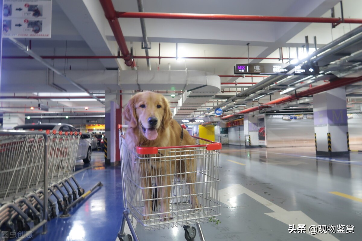 在外地宠物怎么带回家,外地买的宠物狗怎么带回家