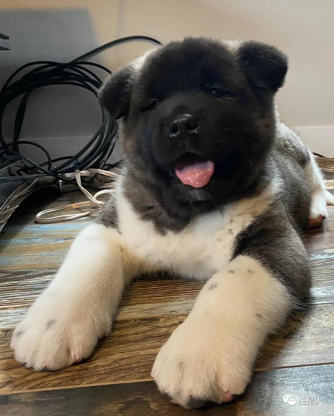 网友养了两只狗,网友养了一只特别凶狗