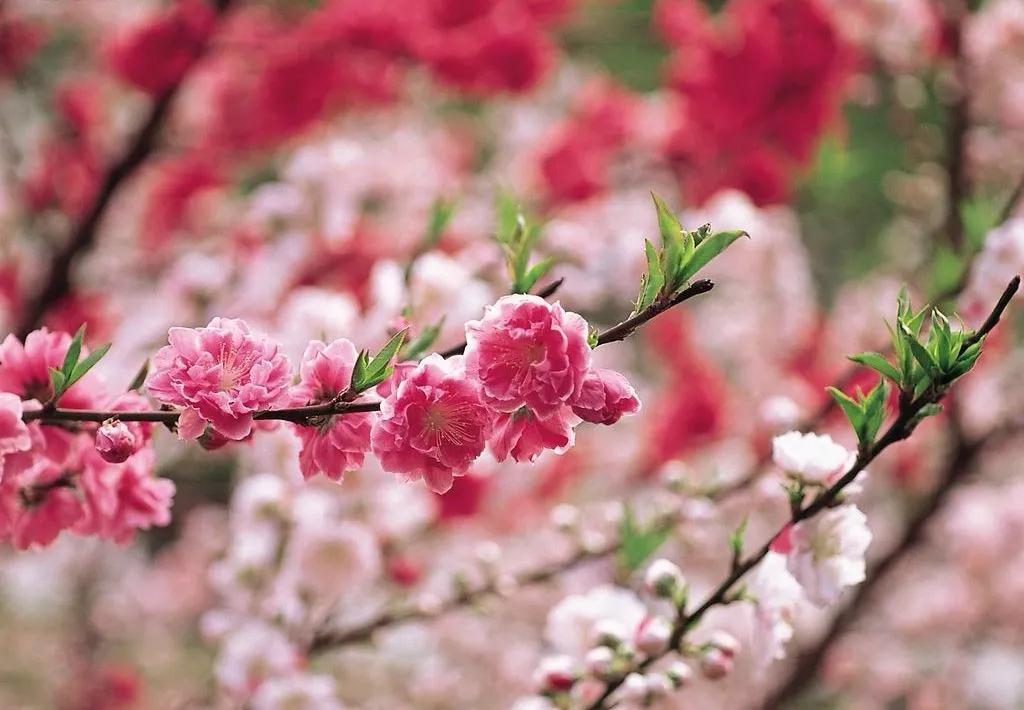 在温暖的春风里与樱花来场约会,赶在春天的末尾赴一场樱花之约