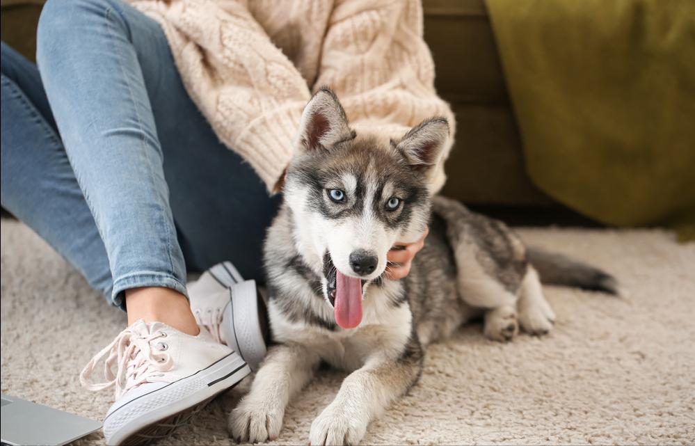新手养狗千万别养哈士奇,是不是第一次养狗不要养哈士奇