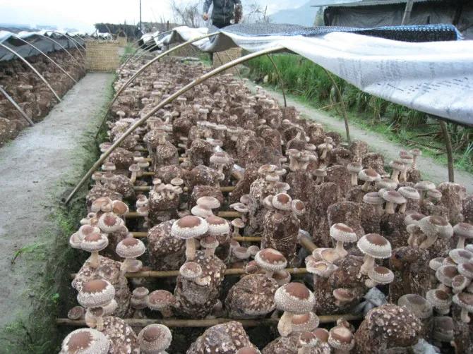 假水果苗木，坑的是零星种植户