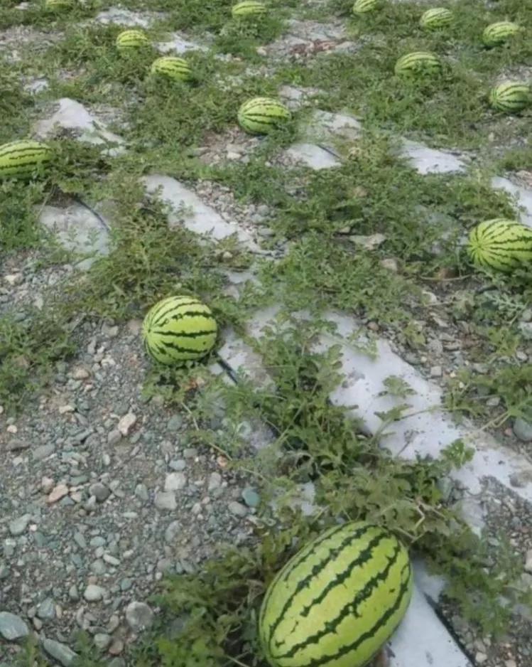 宁夏西瓜一般多少钱一斤,宁夏西瓜价格预测