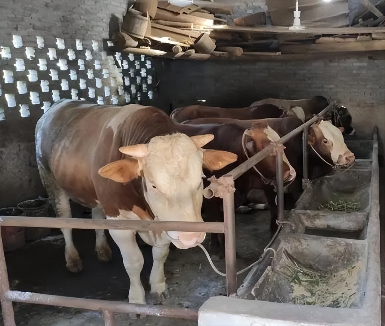 农村邻居养牛气味难闻找哪里解决,居民在阳台养牛被投诉