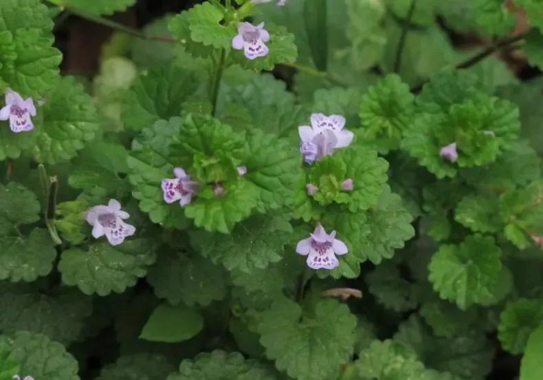 农村常见的活血化瘀的药草,野生的中草药活血丹