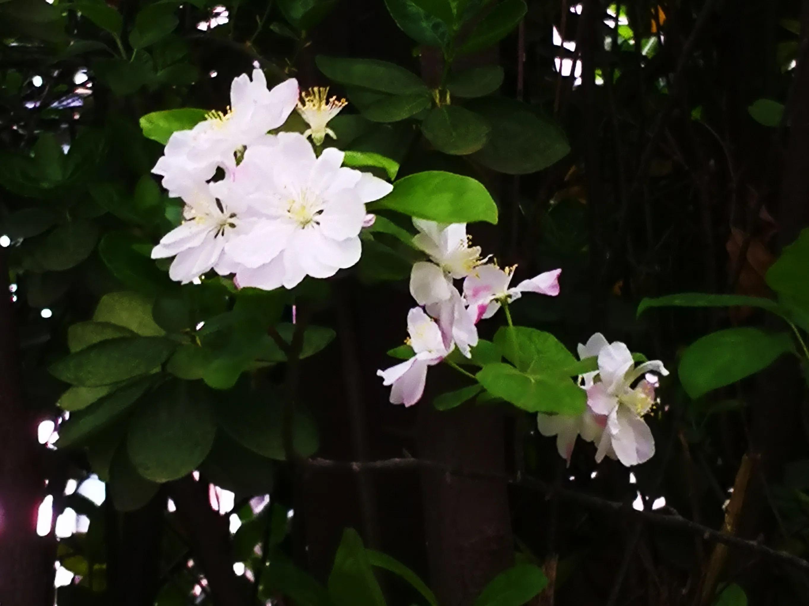 0511丽娣幸福日志第815篇