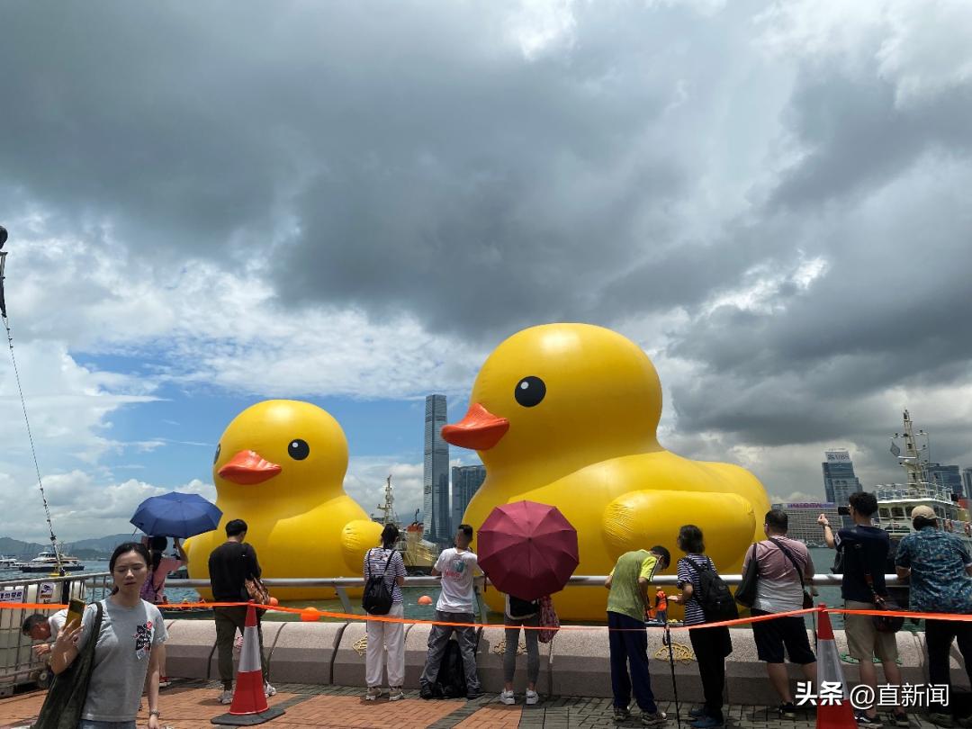 醒目！大黄鸭“游”进维港丨香港一日