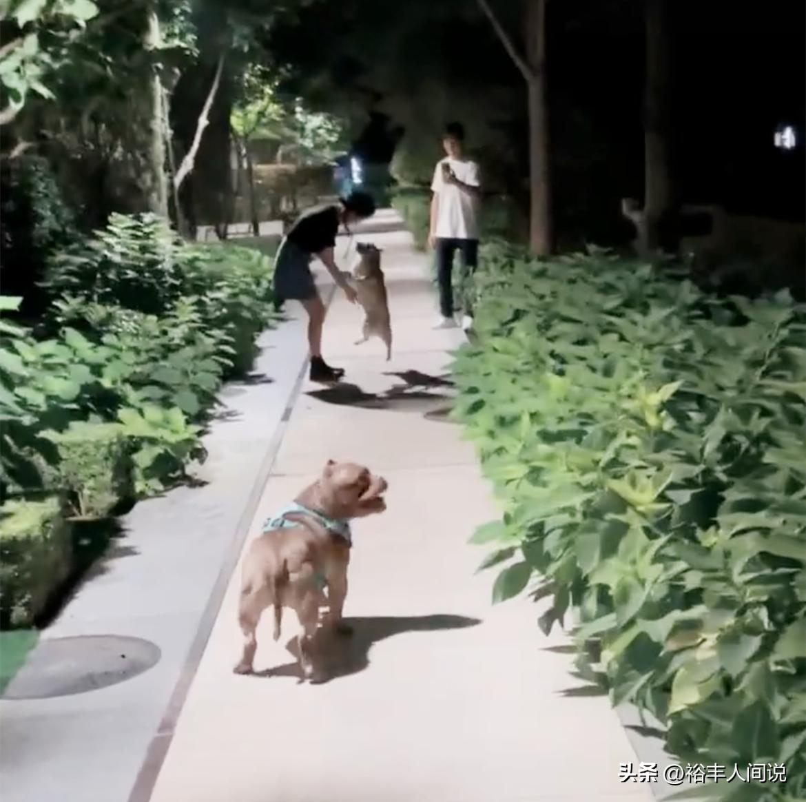 陈乔恩携老公回北京遭狠批!时隔两年见爱犬好激动,全程没有牵绳