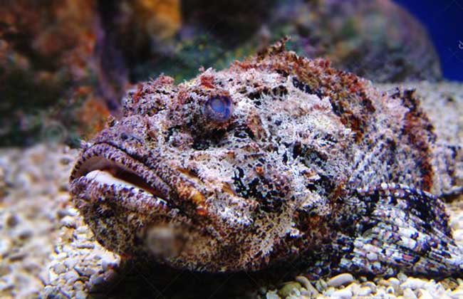 十种颜值最高的鱼,这些长相奇怪的鱼你认识几条