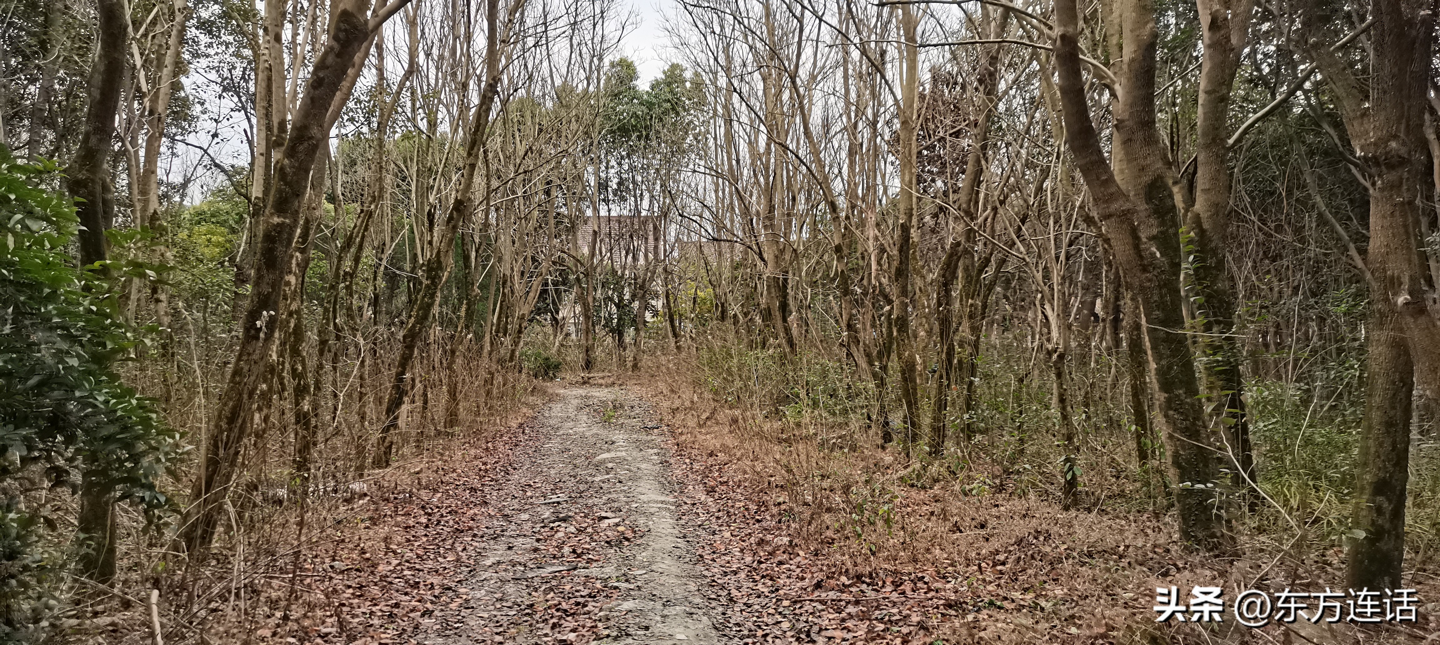 上海浦江郊野湿地公园,上海的森林公园好玩吗