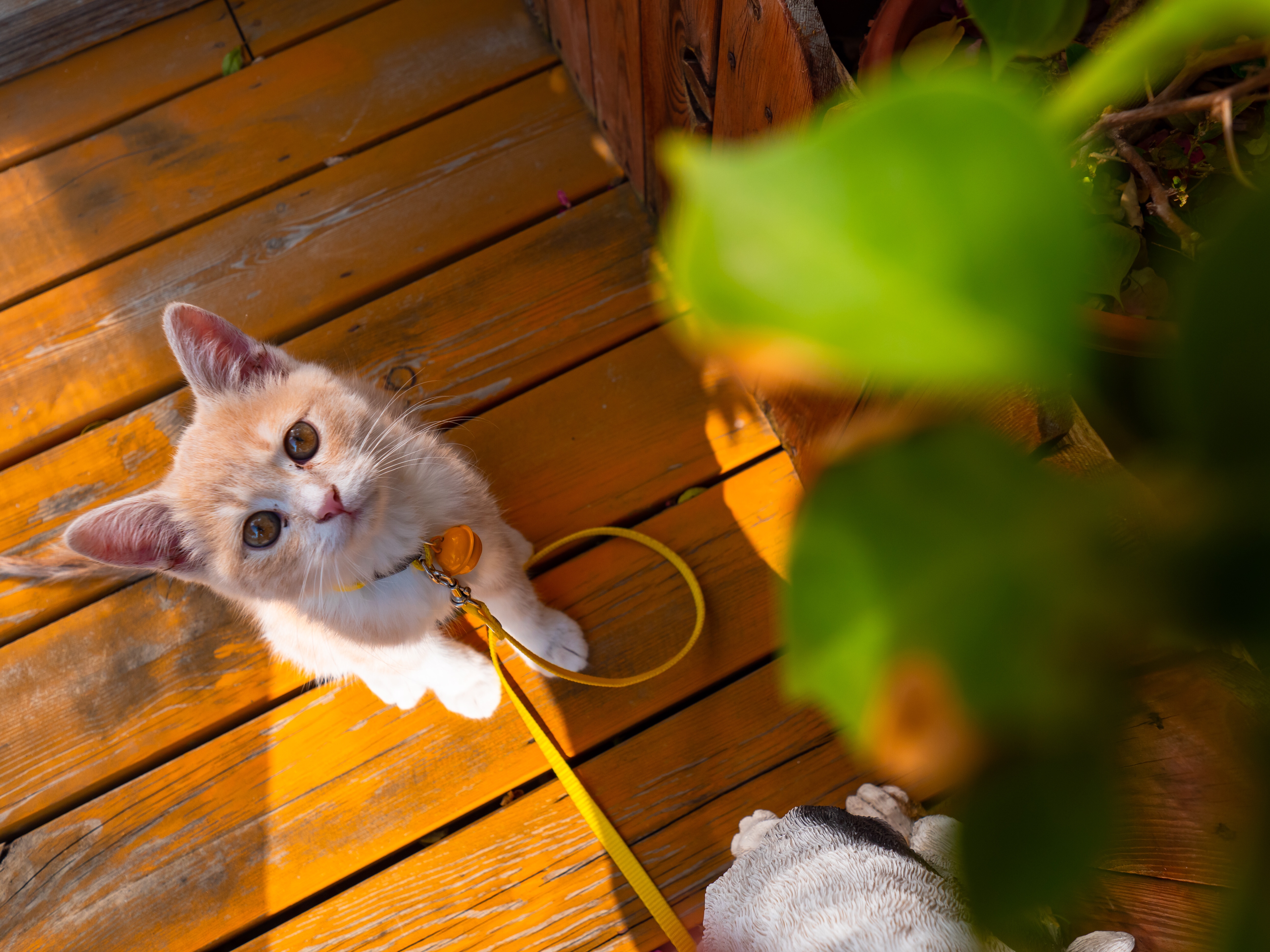 猫生快乐🎂❤️👻－昔爷一岁啦