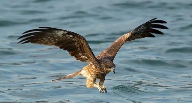 被誉为天空霸主的老鹰，拿毒蛇当饭后甜点，非洲平头哥都直呼内行