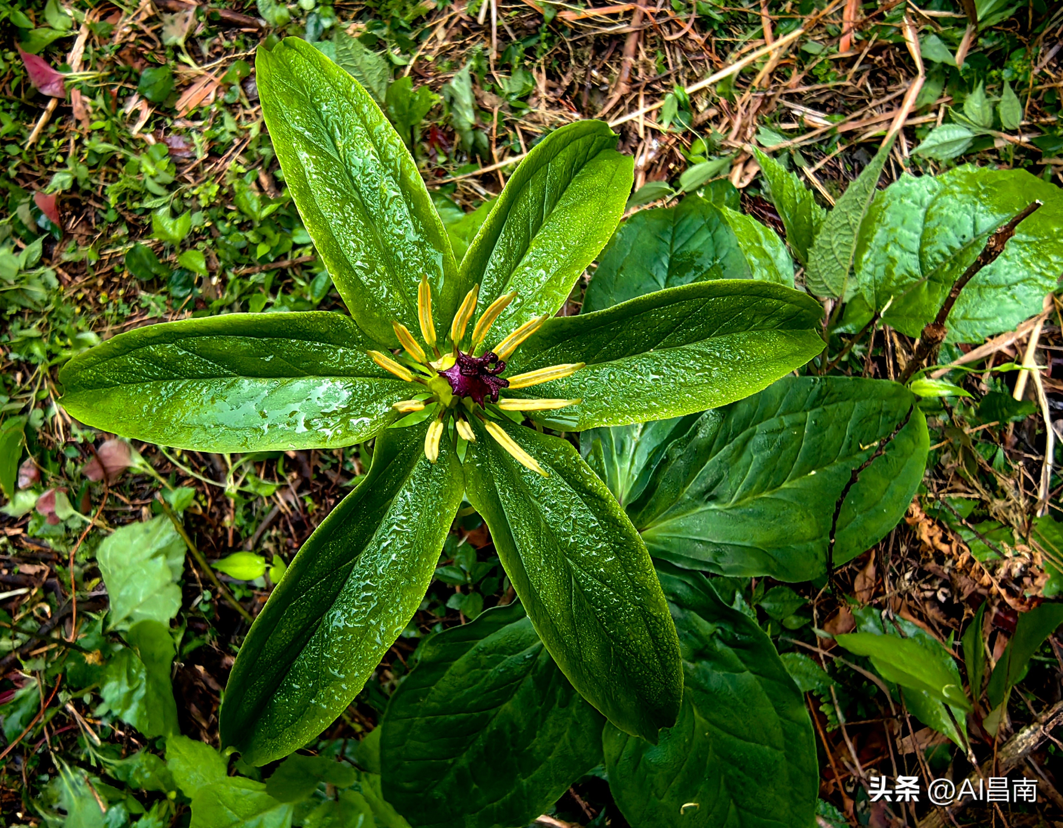 浮梁江村七叶一枝花,江西九岭山首次发现极度濒危植物