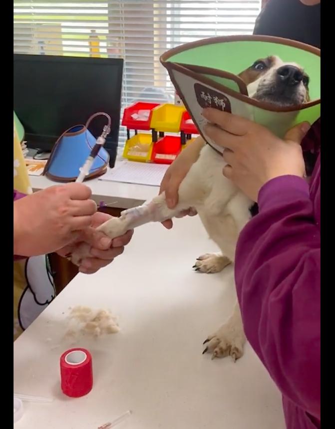 狗狗子宫脱落无法复位,狗狗子宫脱垂不治会怎样